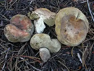 Description de l'image Gastroboletus subalpinus 171207.jpg.