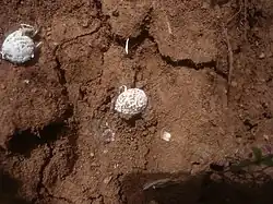 Gastrosporium simplex (Gastrosporiaceae).