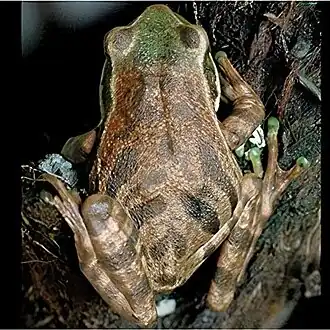 Description de l'image Gastrotheca ernestoi.jpg.
