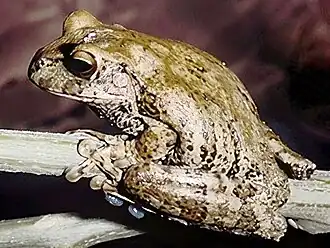 Description de l'image Gastrotheca fulvorufa.jpeg.