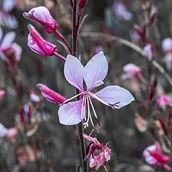 Fleur d'oenothera lindheimeri aux Pays-Bas.