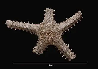 Gaussaster antarcticus (USNM)