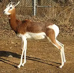 gazelle dama (mâle)