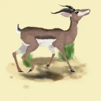 Description de l'image Gazellabilkis.png.