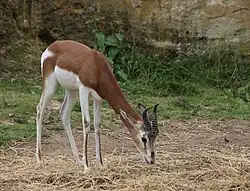 Gazelle de Mhorr dans la vallée des rhinocéros.
