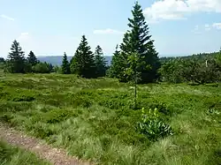 Végétation locale : gentiane, myrtilliers, bruyères et épicéas.