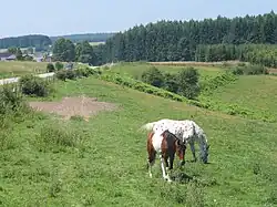 Prés le long de la route de Beauraing.