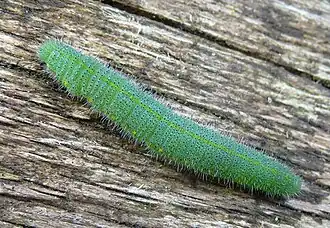 Piéride du navet, chenille