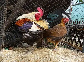 Coq saumon argenté à épaules rouges et poule saumon doré