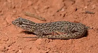 Description de l'image Gehyra variegatus (22706308869).jpg.