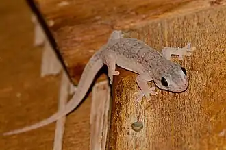 Description de l'image Gehyra versicolor 26484492.jpg.