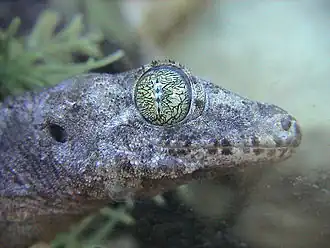 Description de l'image Gehyra vorax.jpg.