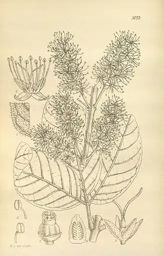 Description de l'image Geissois imthurnii.jpg.