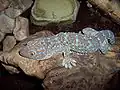 Gekko gecko présente des écailles dorsales en forme de tubercules.