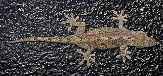 Description de l'image Gekko japonicus front.JPG.