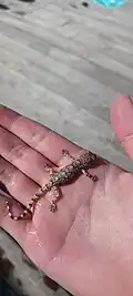 Gekko monarchus.