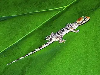Description de l'image Gekkonidae - Hemidactylus coalescens.JPG.