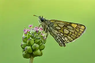 Description de cette image, également commentée ci-après