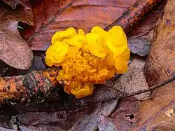 La Trémelle mésentérique parasitant le genre Peniophora.