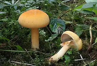 Phaeolepiota aurea