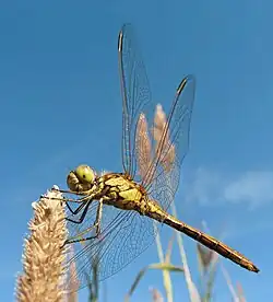 Sympetrum vulgatum (Odonatoptera)