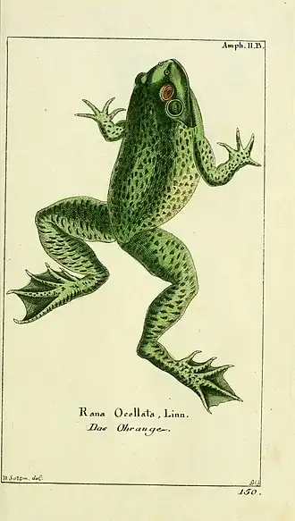 Description de l'image Gemeinnüzzige Naturgeschichte des Thierreichs (Amph- II. B) (5988316480).jpg.