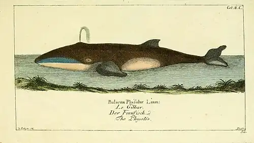Dessin d'une grande baleine noire et blanche, soufflant à la surface de l'eau.