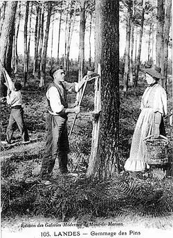 Résinier pratiquant la pique