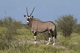 Gemsbok (mâle) au parc national d'Etosha en Namibie.