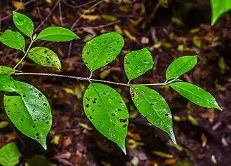Description de l'image Geniostoma rupestre in Eastwoodhill Arboretum (2).jpg.