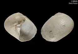 Description de l'image Gennaeosinum perobliquum (MNHN-IM-2000-5221).jpeg.