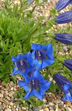 Gentiane acaule(Gentiana acaulis)
