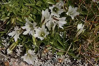 Description de l'image Gentiana newberryi Sierra gentians.jpg.