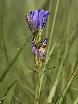 Photographie en couleurs et en gros plan de fleurs bleues campanulées