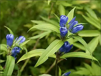 Description de l'image Gentiana triflora ( Горечавка ) (8648742856).jpg.