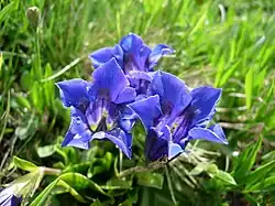Gentiane acaule(Gentiana acaulis)
