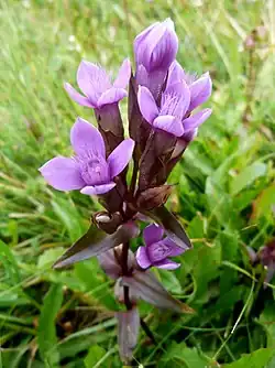 Gentiane des champs vers le Breitfirst.