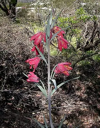 Description de cette image, également commentée ci-après