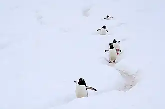 Manchots papous cheminant dans un de leurs sentiers