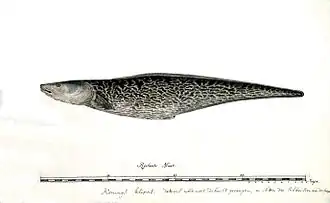 Description de l'image Genypterus capensis03.jpg.