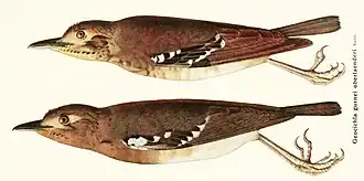 Description de l'image Geocichla oberlaenderi.jpg.