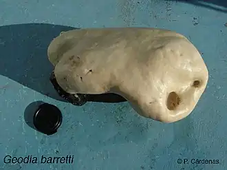 Geodia barretti(Tetractinellida)