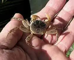 Crabe coureur (Geograpsus grayi)