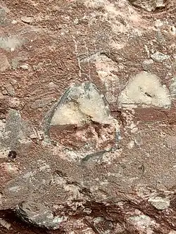 Structure géopétale d'un brachiopode