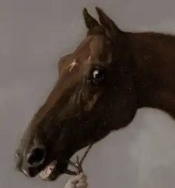 Tête du Pur-sang Lustre