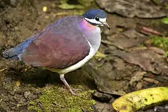 Description de cette image, également commentée ci-après