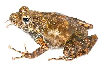 Description de l'image Gephyromantis-pseudoasper.jpg.