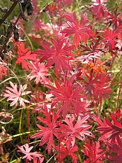 Feuillage en automne de Geranium sanguineum.