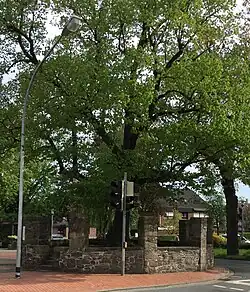 Tilleul à Gesmold (de)