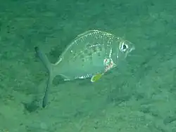 Gerres cinereus (en)